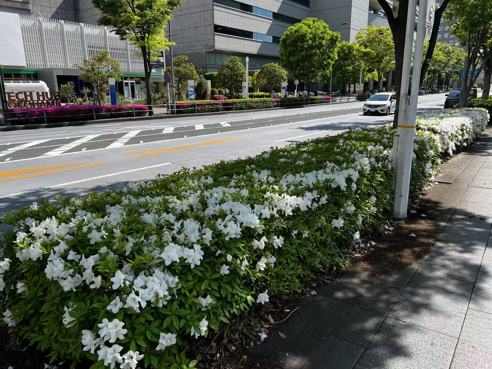 Beautiful white azaleas blooming along a Yokohama street.